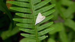 Meganola brunellus