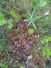 Carex billingsii