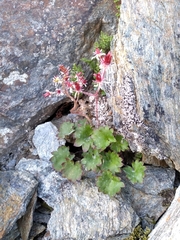 Micranthes nelsoniana