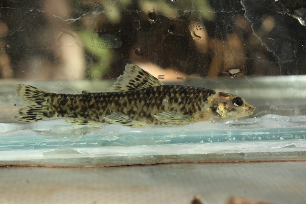 Woodskin Darter