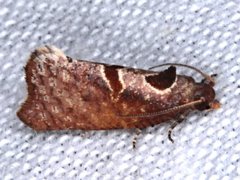 Glyphidoptera insignana