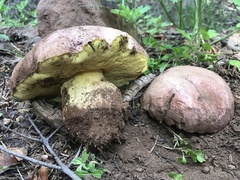 Butyriboletus primiregius