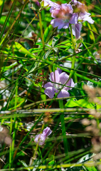 Sidalcea calycosa rhizomata