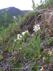 Polemonium boreale