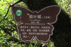 Acer flabellatum