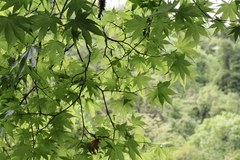 Acer flabellatum