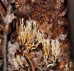 Phaeoclavulina ochracea