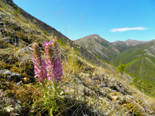 Woolly Lousewort