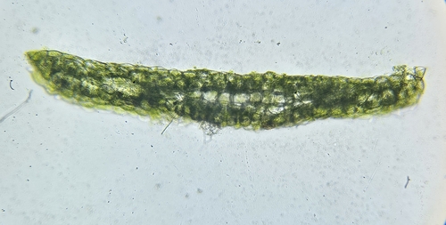 Image of Riccardia chamedryfolia by (c) Helen Waterman, some rights reserved (CC BY)