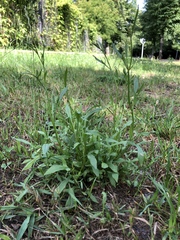 Rumex acetosella