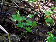 Galium kamtschaticum