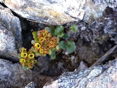 Chrysosplenium wrightii