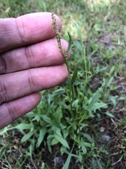 Rumex acetosella