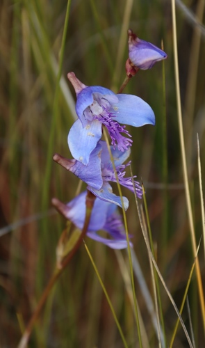 Image of Disa baurii by (c) Tony Rebelo, some rights reserved (CC BY-SA)
