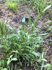 Rumex acetosella