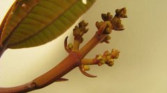 Miconia amoena