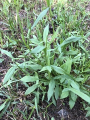 Rumex acetosella