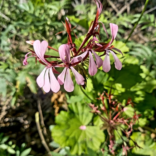 Image of Horseshoe Geranium (Pelargonium zonale) by (c) kevin koen, some rights reserved (CC BY-SA)