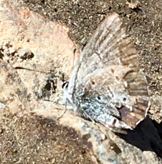Celastrina echo