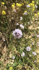 Gilia capitata
