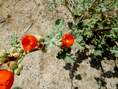 Sphaeralcea ambigua rugosa