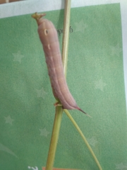 Theretra alecto cretica