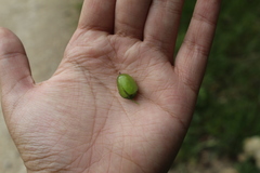 Salpichroa tristis