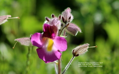 Proboscidea louisianica fragrans