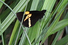 Barca bicolor