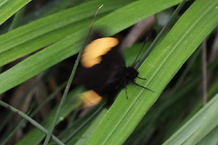 Barca bicolor