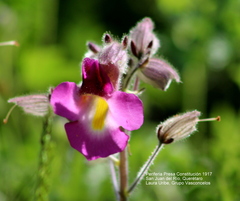 Proboscidea louisianica fragrans