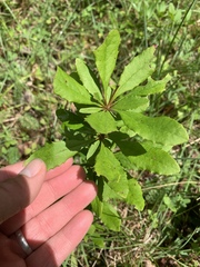 Berberis canadensis