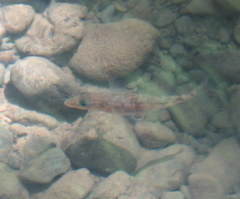 Gasterosteus aculeatus