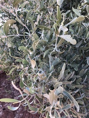 Salvadora australis