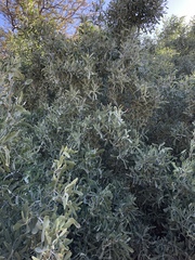 Salvadora australis