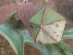 Ceropegia tapscottii image