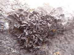 Umbilicaria torrefacta