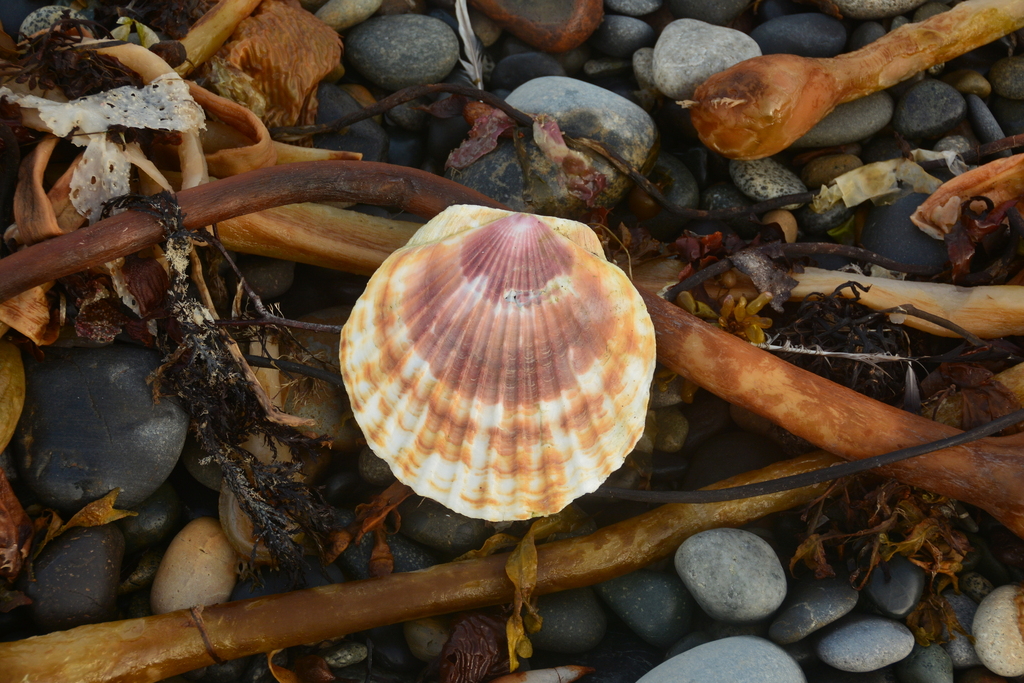 Photo of a Weathervane Scallop