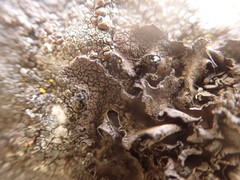 Umbilicaria torrefacta