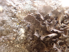 Umbilicaria torrefacta