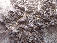 Umbilicaria torrefacta