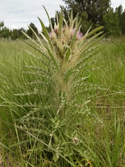 Cirsium scariosum