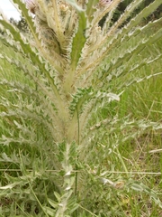 Cirsium scariosum