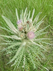 Cirsium scariosum