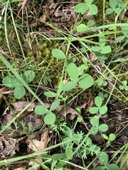 Trifolium calcaricum