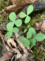Trifolium calcaricum