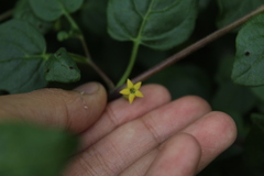 Salpichroa tristis