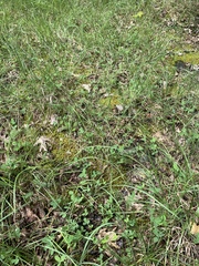 Trifolium calcaricum