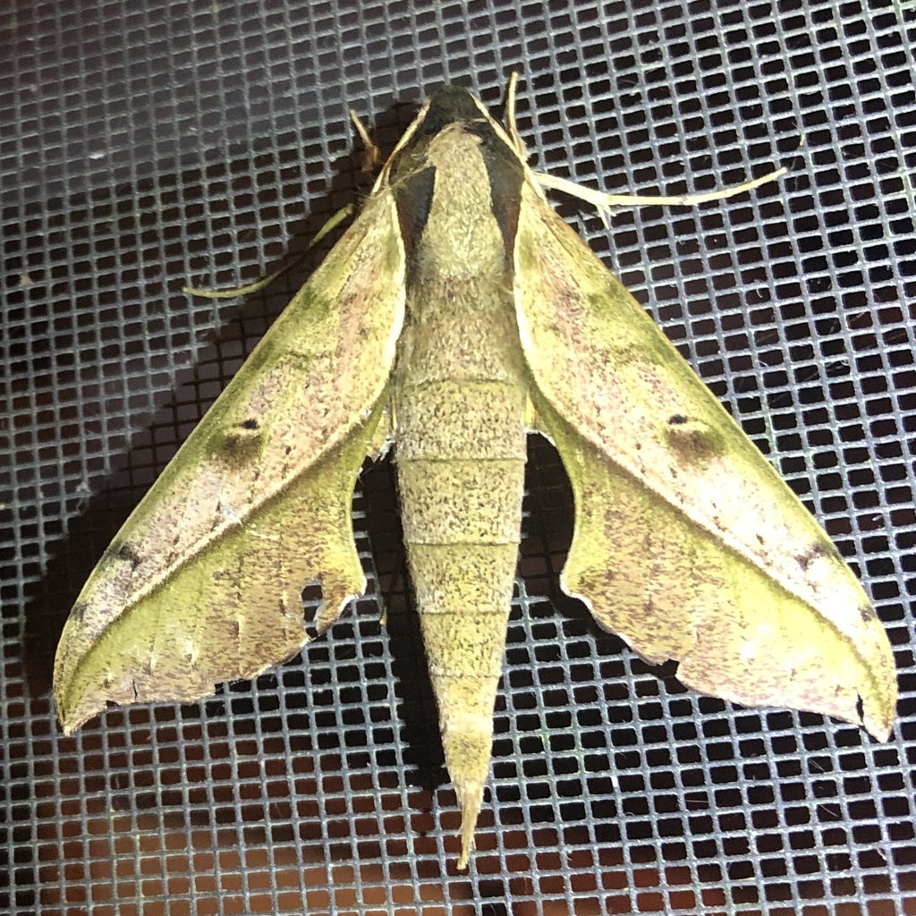 Xylophanes cosmius
