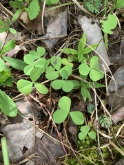 Trifolium calcaricum